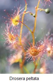 Drosera peltata australie