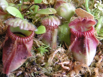 Cephalotus follicularis