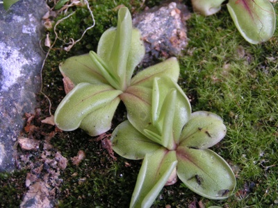 Pinguicula crystallina ssp crystallina