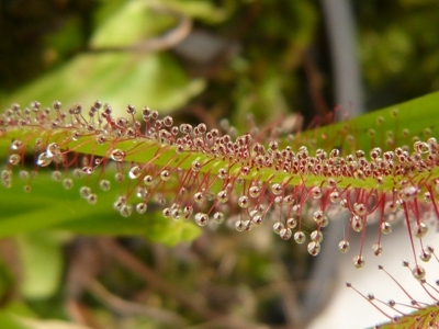 Drosera capensis