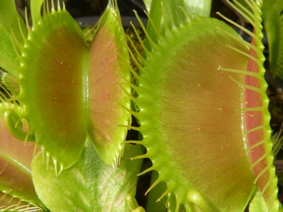 Dionaea muscipula