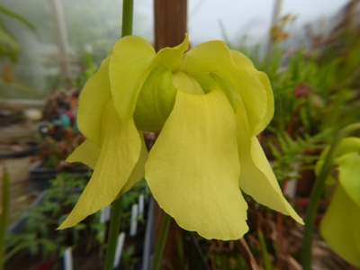 Fleur sarracenia