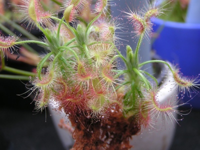 Drosera scorpioides