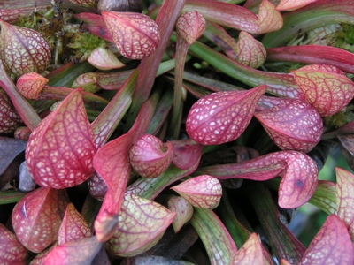 Sarracenia psittacina