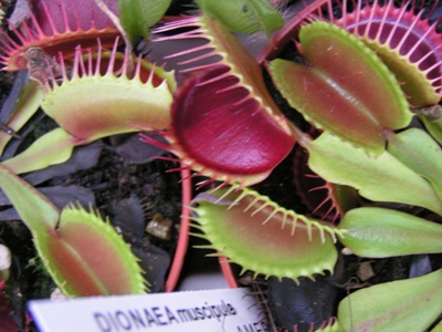 Dionaea muscipula