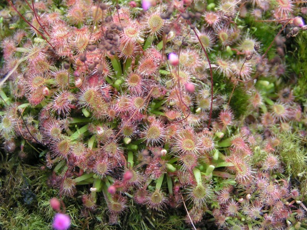 Drosera pulchella