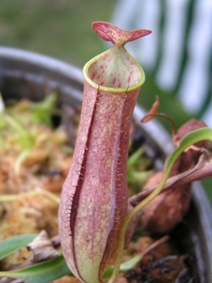 Nepenthes gracilis