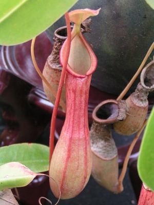 Nepenthes x ventrata