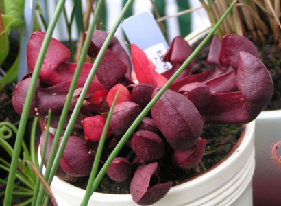 Sarracenia x courtii