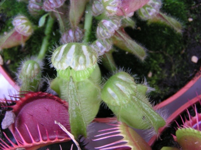 Cephalotus follicularis