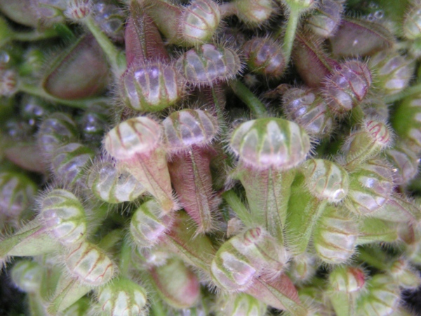 Cephalotus follicularis juvnile