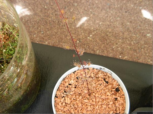 Drosera peltata Drosera peltata