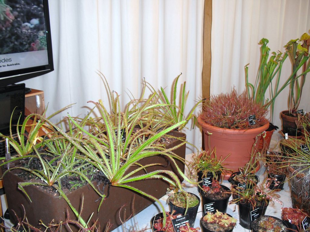 Exposition Suisse plantes carnivores