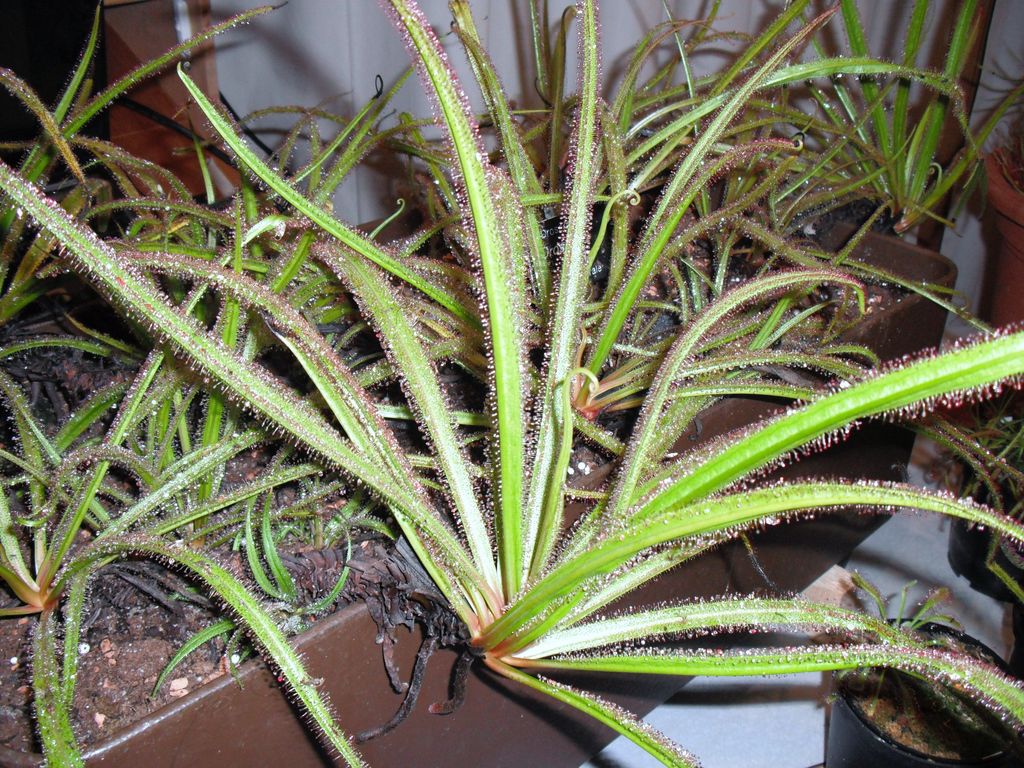 Drosera regia