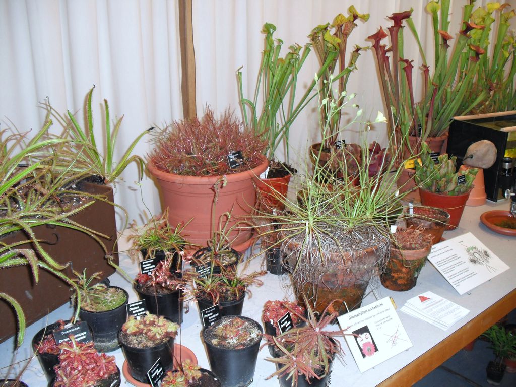 Lausanne plantes carnivores