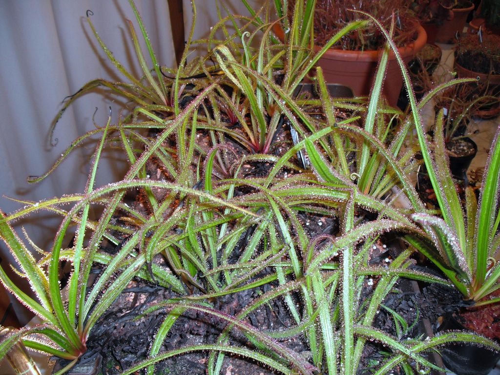 Jardinière de Drosera regia Jardinière de Drosera regia