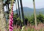  -   Balades et Randos dans les Vosges et en Alsace