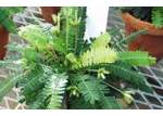 - Plantes Sensitives: Biophytum Sensitivum