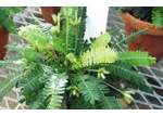  -  Plantes Sensitives: Biophytum Sensitivum