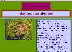  -  plantes carnivores