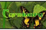 - Carnivora :: Portail françophone dédié aux plantes carnivores