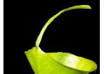  -  CARNIVOROUS PLANTS AND THEIR HABITATS