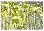  -   Carnivorous Plants of the Gulf Coast