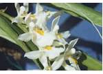 - Internet Orchid Photo Encyclopedia