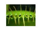  -  Les plantes carnivores