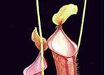 - Malesiana Tropical
