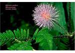  -  Plantes Sensitives: Mimosa Pudica