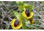  -  Orchidées au Bollenberg