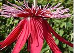 - Passiflore