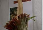 - THE BIGGEST FLOWER IN THE WORLD!!