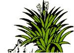 - Tillandsia International