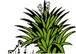  -  Tillandsia International