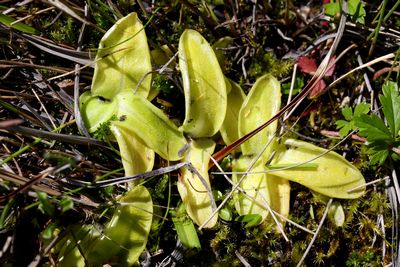 pinguicula colonie