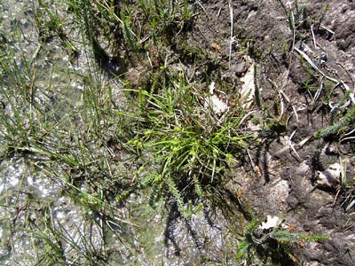 carex hostens fossé