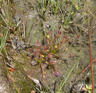 Drosera intermedia hostens fossé quatre