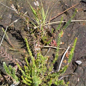 Drosera rotundifolia hostens fossé