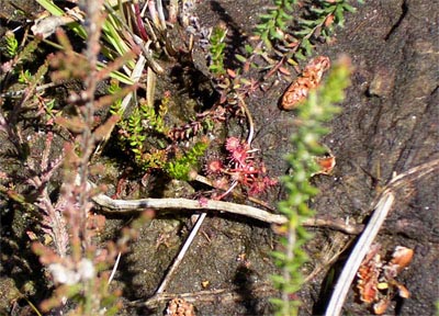 Drosera rotundifolia hostens fossé un