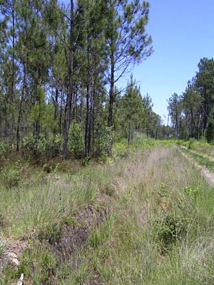 hostens fossé plantes carnivores