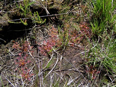 Drosera intermedia hostens fossé trois