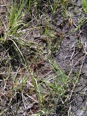 Drosera intermedia hostens fossé