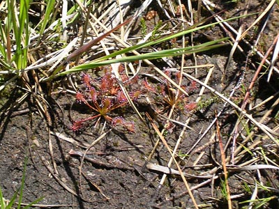 Drosera intermedia hostens fossé deux