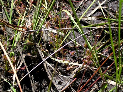 Drosera intermedia hostens fossé un