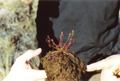 drosera intermedia en fleurs