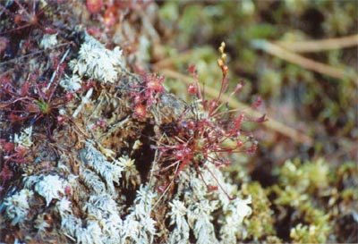 drosera intermedia beaux pieds