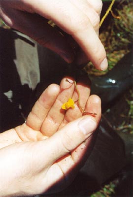 utricularia australis en fleurs