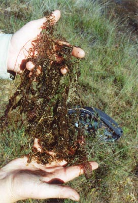 utricularia australis Hostens